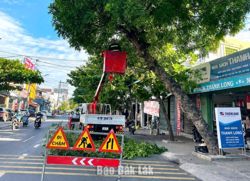Cắt tỉa cây xanh, chủ động phòng ngừa ngã đổ trước mùa mưa bão