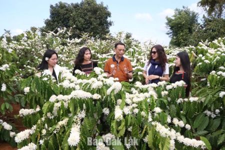 Cà phê kể chuyện trăm năm - Kỳ 3: Cà phê Buôn Ma Thuột - Ký ức làm nên miền di sản