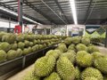 Xuất khẩu nông sản tăng tốc trong tháng 7, củng cố đà tăng trưởng cả năm