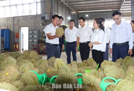 Sầu riêng Đắk Lắk trên hành trình vươn xa