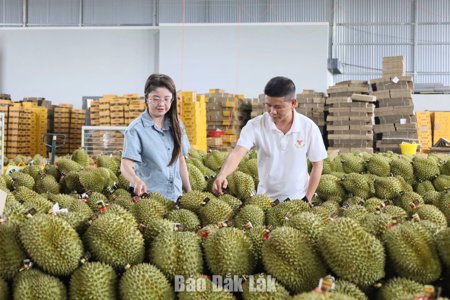 Bảo vệ thương hiệu từ mỗi mã số vùng trồng