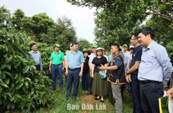 Xây dựng vùng nguyên liệu cà phê minh bạch