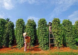 Hồ tiêu giữ đà tăng trưởng