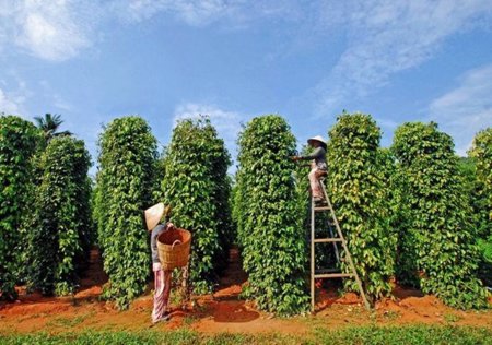 Hồ tiêu giữ đà tăng trưởng