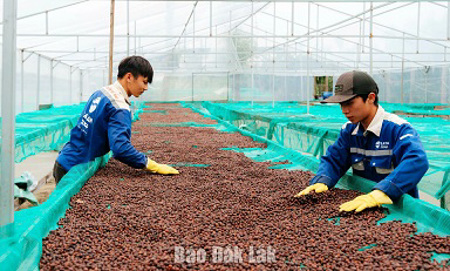 Để thương hiệu nông sản Đắk Lắk phát triển bền vững