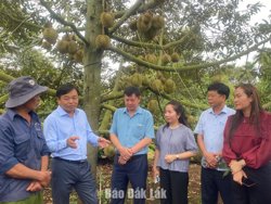 Bộ Nông nghiệp và Môi trường triển khai các quy định mới về cấp mã số vùng trồng và cơ sở đóng gói nông sản