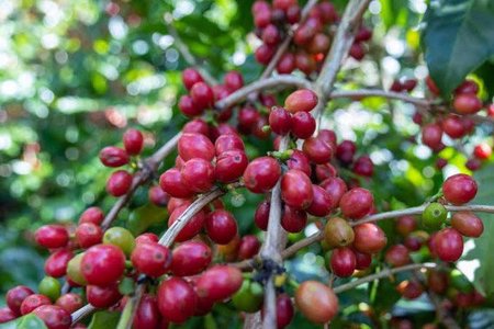 Giá cà phê hôm nay 5/8/2026: Tây Nguyên giữ mốc 96.000 – 96.500 đồng/kg, sàn quốc tế đồng loạt đi lên