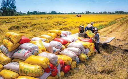 Nâng chất giá trị gạo Việt