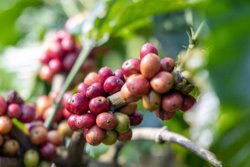 Giá cà phê hôm nay 6/8/2026: 99.000 đồng/kg là đỉnh giá mới, Robusta chạm đỉnh một tuần