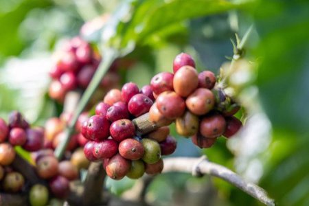 Giá cà phê hôm nay 6/8/2026: 99.000 đồng/kg là đỉnh giá mới, Robusta chạm đỉnh một tuần