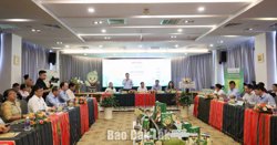 Lễ hội Sầu riêng Đắk Lắk 2026: Xây dựng thương hiệu, kết nối chuỗi giá trị toàn cầu