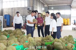 Bảo vệ thương hiệu sầu riêng Đắk Lắk