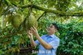 Khi nông sản "gánh vác" sứ mệnh vùng đất