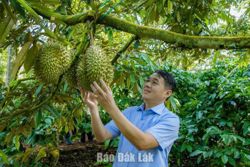 Khi nông sản "gánh vác" sứ mệnh vùng đất