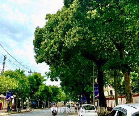 Hương hoa sữa giữa lòng cao nguyên