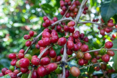 Giá cà phê hôm nay 15/9/2026: Tây Nguyên quanh 95.000 đồng/kg, giá thế giới bật tăng
