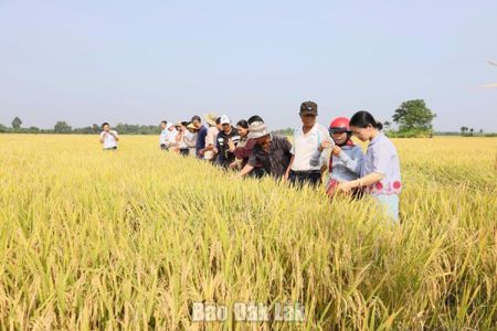 Hiệu quả kép từ mô hình canh tác lúa giảm phát thải khí nhà kính