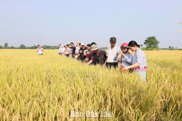 Hiệu quả kép từ mô hình canh tác lúa giảm phát thải khí nhà kính