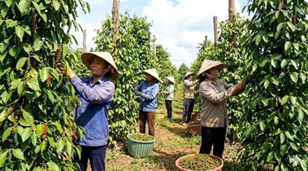 Xuất khẩu hồ tiêu vượt 1,3 tỷ USD, thị trường Mỹ tăng mạnh