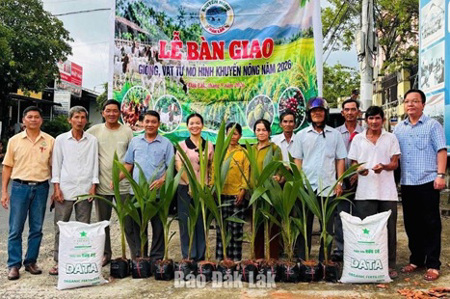 Hỗ trợ nông dân Đồng Xuân trồng dừa thâm canh