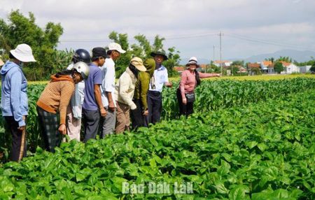 Tiếp sức nông dân, nâng cao hiệu quả sản xuất