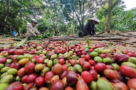 Giá cà phê hôm nay 30/9/2026: Tây Nguyên đồng loạt giảm 200 đồng, thấp nhất 93.000 đồng/kg
