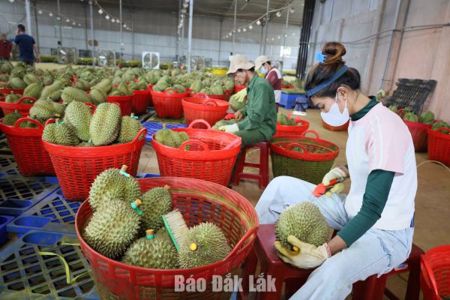Sầu riêng - câu chuyện của một vùng đất