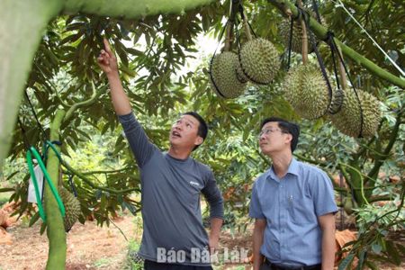 Triển vọng từ mô hình trồng sầu riêng theo hướng hữu cơ