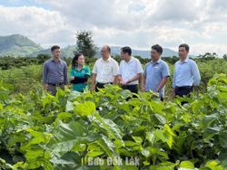 Xã Krông Bông: Phấn đấu hiện thực hóa mục tiêu tăng trưởng hai con số