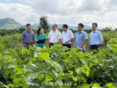 Xã Krông Bông: Phấn đấu hiện thực hóa mục tiêu tăng trưởng hai con số