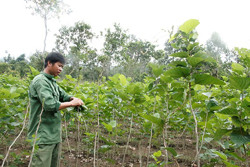 Huyện Lắk: Thu ngân sách năm 2020 vượt chỉ tiêu đề ra