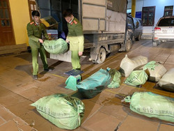 Kiểm soát chặt vận chuyển lợn qua biên giới