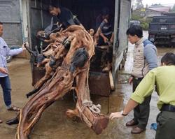 Ngăn chặn thú chơi phá rừng