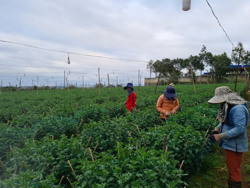 Nông dân huyện Ea H'leo tập trung chăm sóc vụ hoa Tết