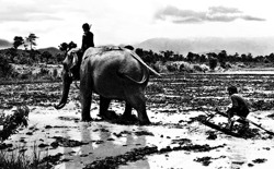 Đừng để voi chỉ còn trên ảnh