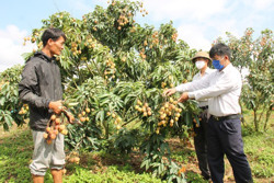 Phát triển cây ăn quả: Tận dụng lợi thế để gia tăng giá trị
