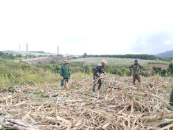 Người trồng mía huyện M'Drắk kỳ vọng vào vụ mùa bội thu