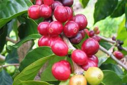 Giá cà phê hôm nay 2/1: Năm 2020 rớt giá thê thảm