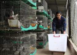 Huyện Krông Pắc thành lập mới 6 hợp tác xã