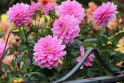 5 loại cây trồng nở hoa rực rỡ đón Tết Nguyên đán