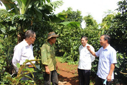 Huyện Krông Búk có 5.590 hộ đạt danh hiệu nông dân sản xuất kinh doanh giỏi năm 2020