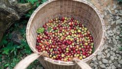 Giá cà phê hôm nay 22/1: Cà phê Arabica tăng nóng