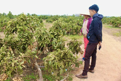 Gian nan con đường thoát nghèo ở Cư Kbang