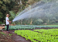 Tất bật sản xuất vụ Tết