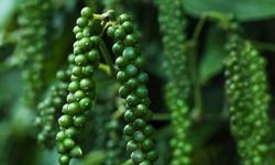 Giá tiêu hôm nay 25/1: Đang cao nhất ở 53 triệu đồng/tấn