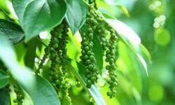 Giá tiêu hôm nay 26/1: Thế giới tăng mạnh