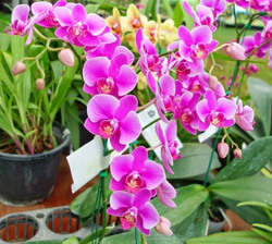 Ngày Tết, nên chọn cây cảnh nào để 'hút' tài lộc vào nhà?