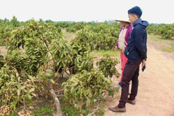 Gian nan con đường thoát nghèo ở Cư Kbang