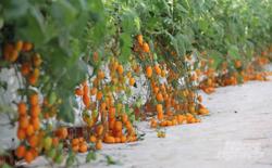 Nữ giám đốc bỏ việc về trồng cà chua Nova