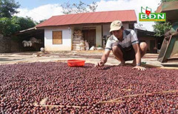 Thay đổi cách sản xuất để nâng cao giá trị sản phẩm cà phê
